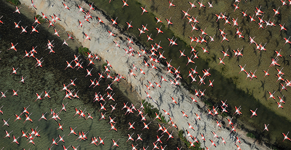 Flamingos über Doñana