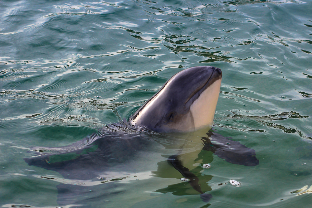 photo of a porpoise in the sea