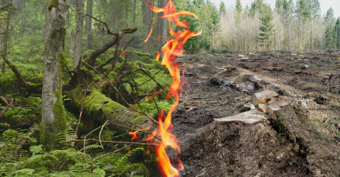 Collage von verbranntem und nicht verbranntem Wald