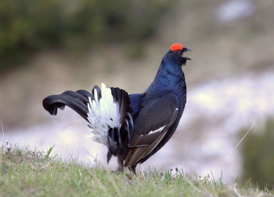 Divieto di caccia per gli Uccelli a rischio d'estinzione